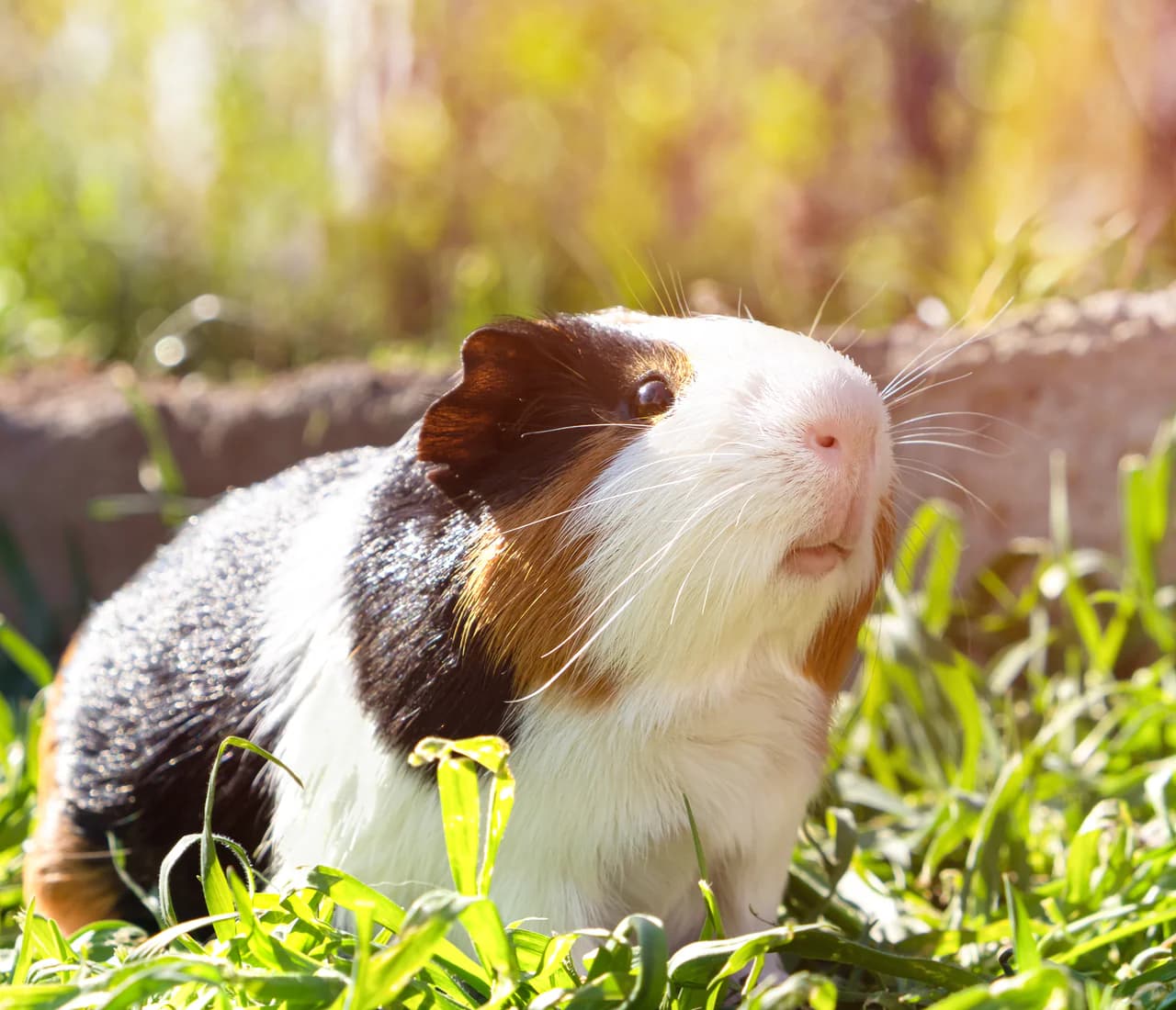 Guinea Pig Needs Home